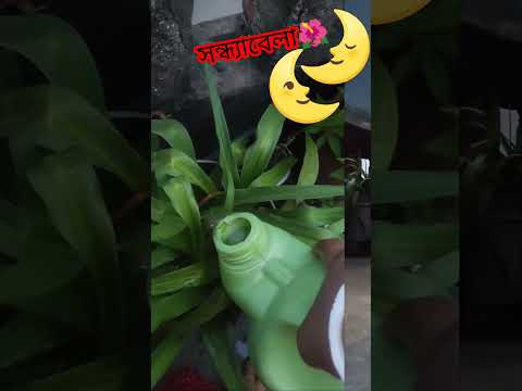 সন্ধ্যাবেলা #ytshorts #minivlog