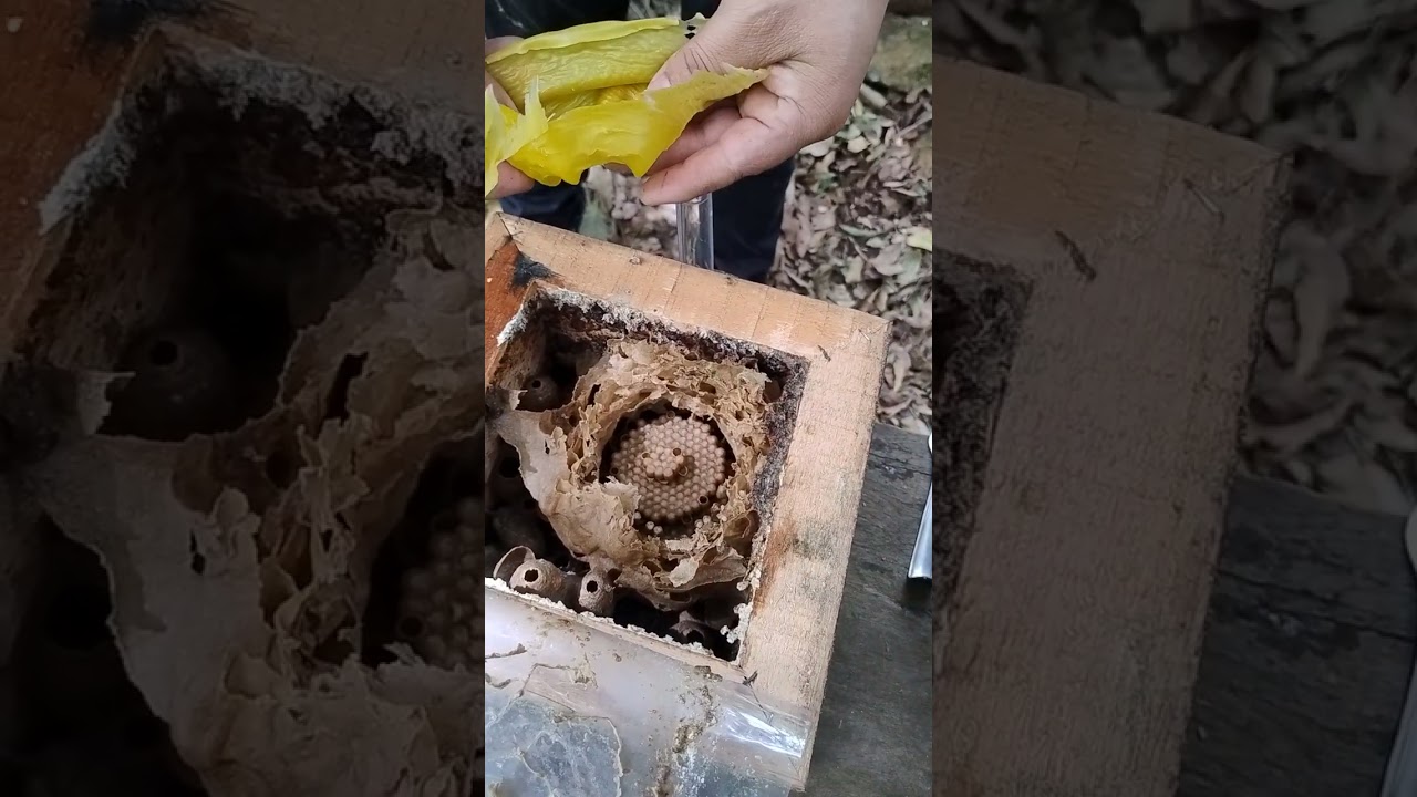 Minha primeira divisão de mandacaia