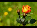 New_Massage_ Ringtong - Sms_Ringtong