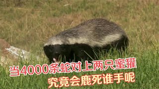 当4000多条毒蛇遇上两只蜜獾，最后究竟是鹿死谁手呢