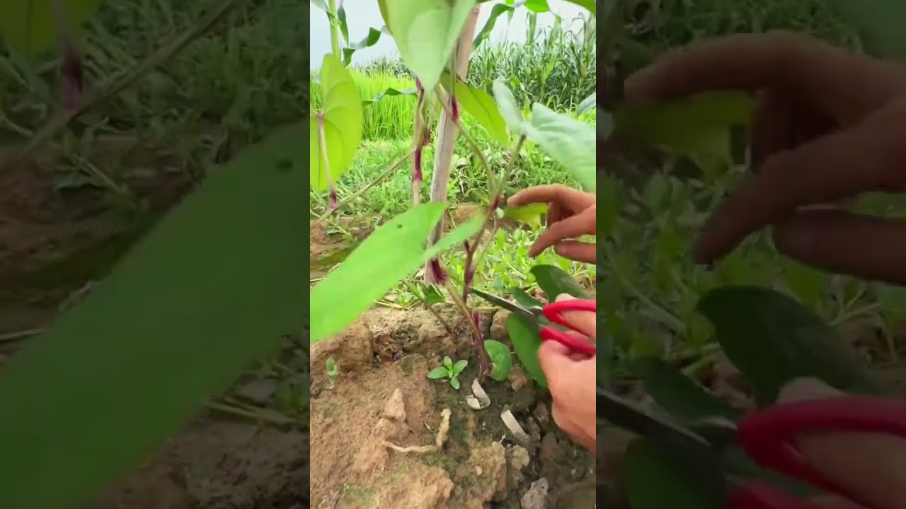 pruning techniques for tuber plants 