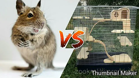 Почему дегу грызет клетку? || Что делать, если дегу грызет клетку?