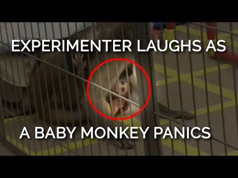 This baby monkey's panicked screams were met with an experimenter’s heartless laughter 😡