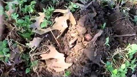 Silvers 21 & 22 with TejasDigger!