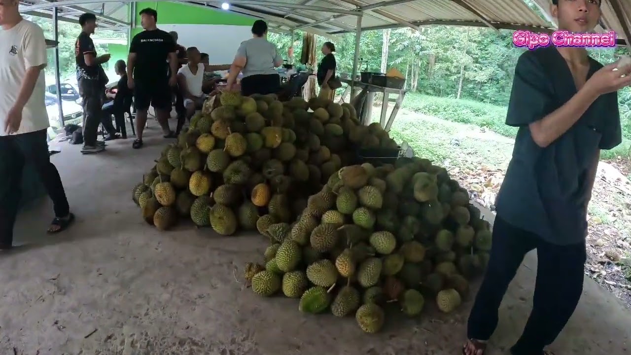 Musim durian tiba lagi. Ini yang dikatakan durian runtuh.