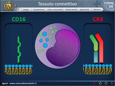 Istologia 34 - Globuli bianchi - Agranulociti