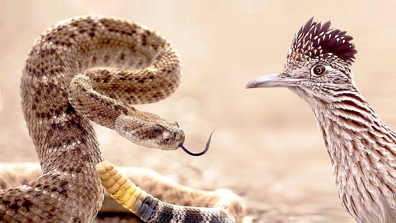 Roadrunner Attacks Rattlesnake
