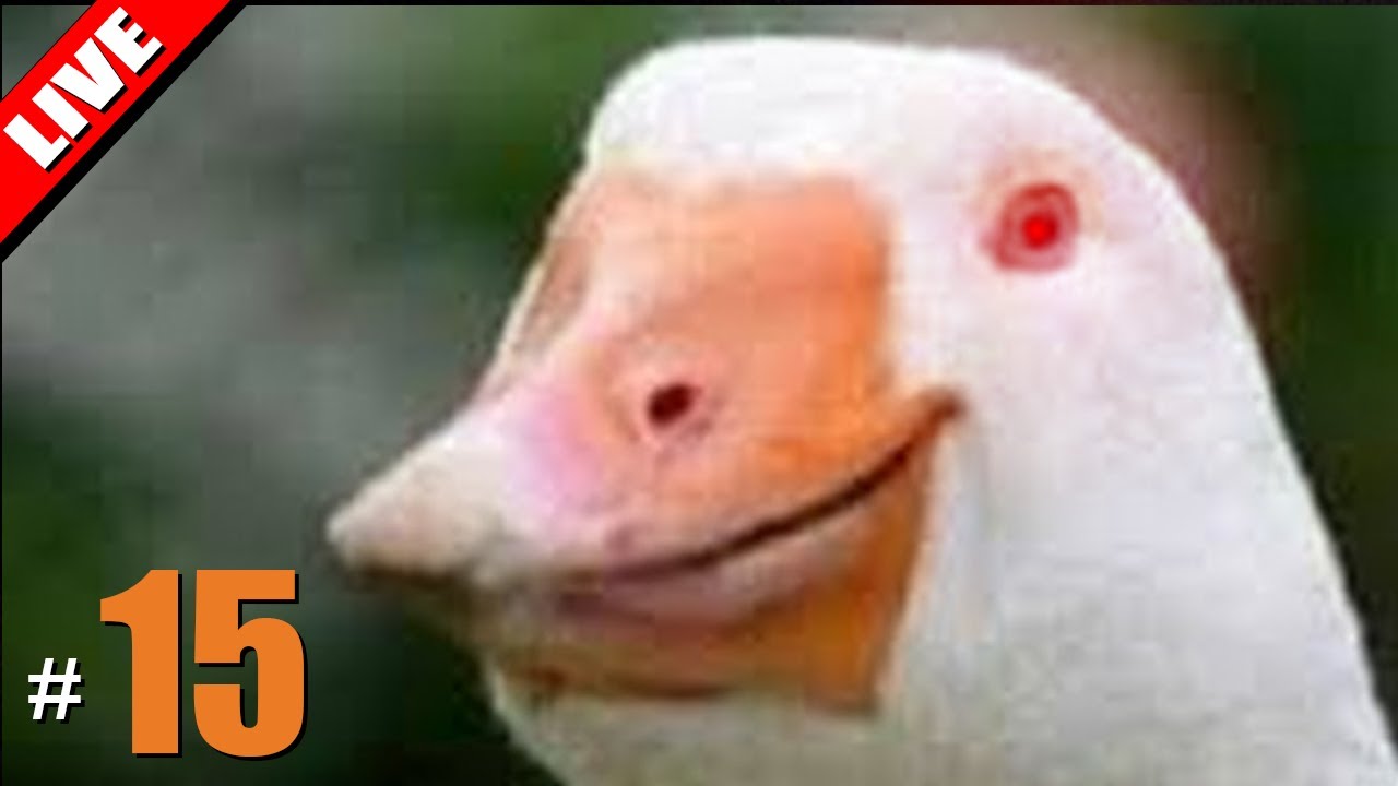 เป็นแต่เป็ด แม้งเอย - LIVE - Goose Goose Duck! #15