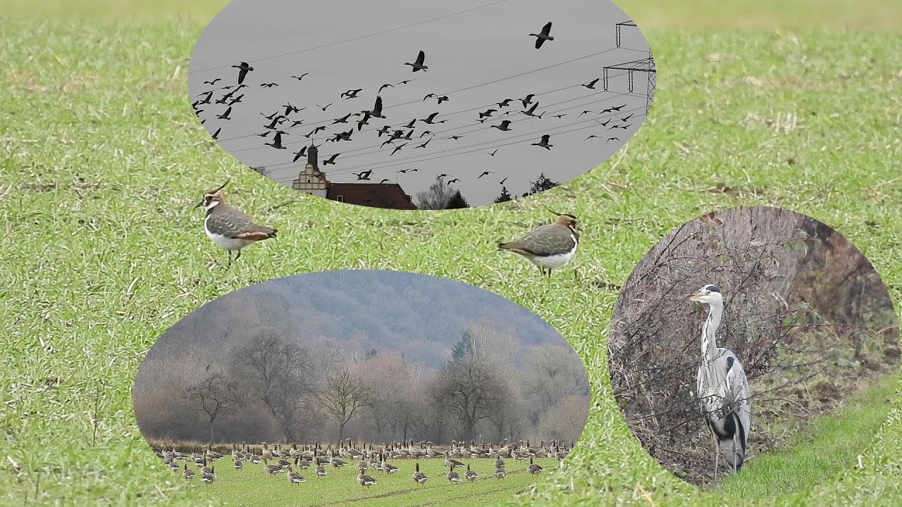 An der Elbe unterwegs - nur Fliegen ist schöner