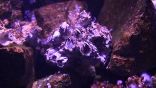 TheDeepHull