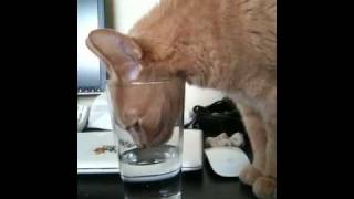 Camus cat drinks out of water cup screenshot 1