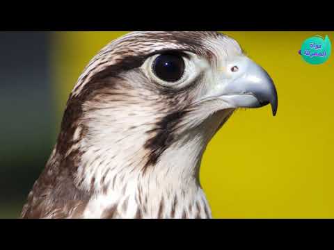 انواع الصقور و معلومات هامة عن الصقور