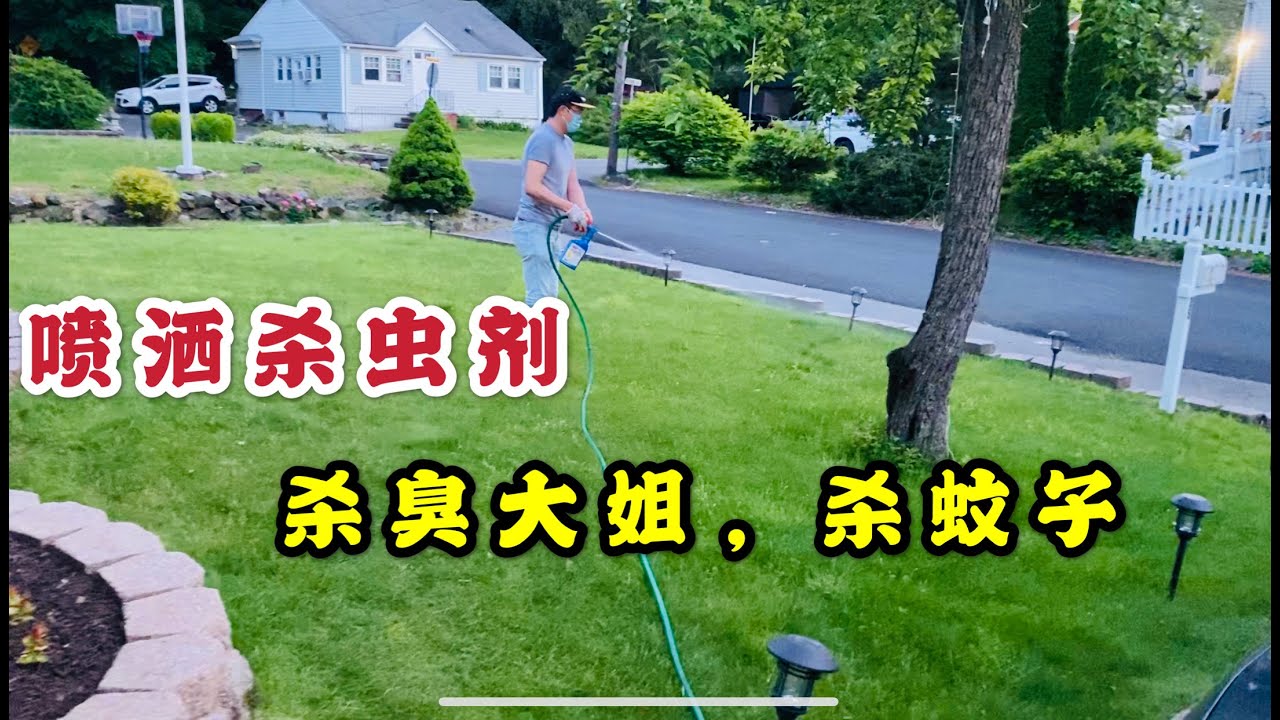 喷洒杀虫剂，杀臭大姐,，蚊子和其他害虫，Spraying Insect Killer, Kill Stink Bugs, Mosquitoes and other pests - YouTube