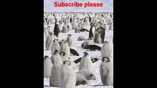 The coulman island emperor PENGUIN colony #penguin #island #shorts #youtubeshorts #viralshorts