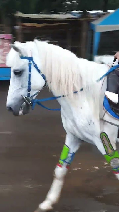 KUDA PUTIH CANTIK 😍 #horse #kuda #kudadelman #kudalumping #kudacantik #delman #naikdelman #naikkuda