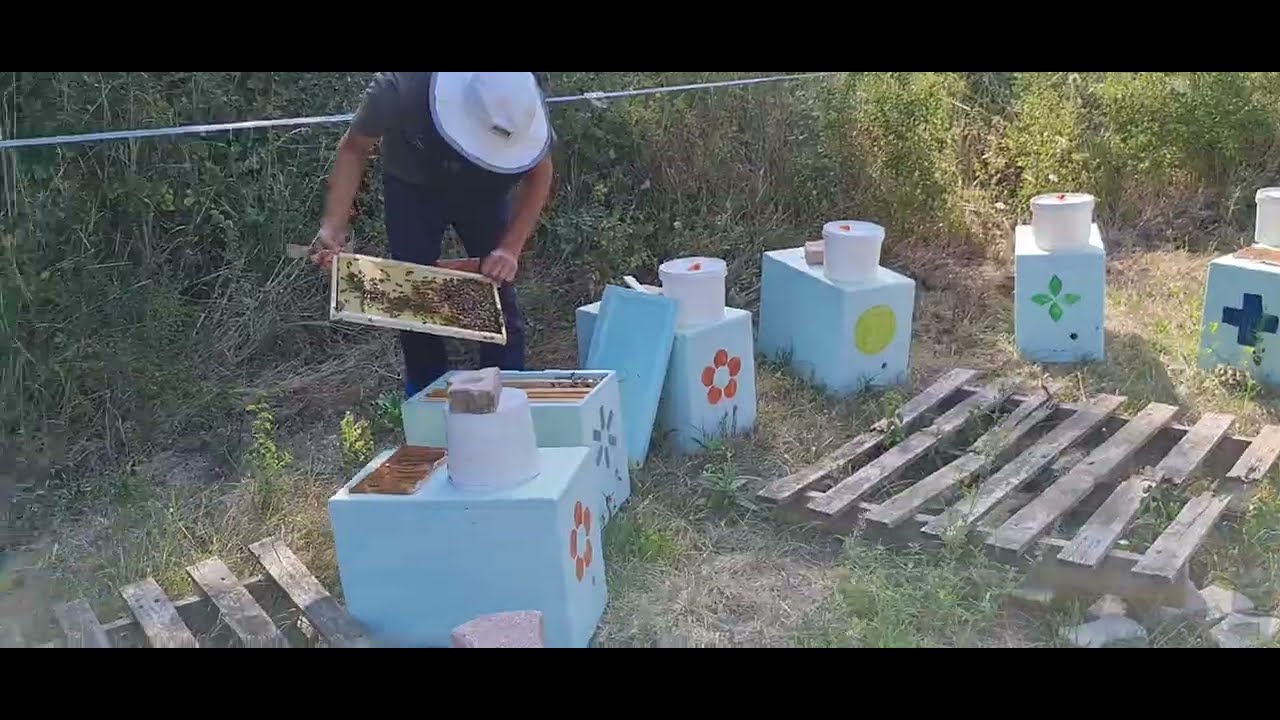 Sfaturi utile daca vrei sa ai albine la primavara 2023