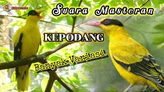 Putarkan ber ulang||Masteran kepodang bikin melongo dan bunyi banyak fariasi