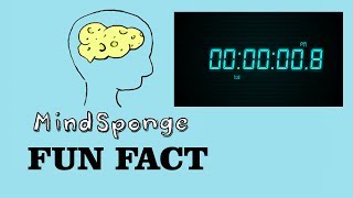MindSponge Fun Fact: 80 Milliseconds