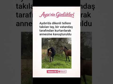 Aydın'da dikenli tellere takılan tay, bir vatandaş tarafından kurtarılarak annesine kavuşturuldu