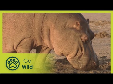 Sweating Blood - Nature's Greatest Moments S03E16 - Go Wild