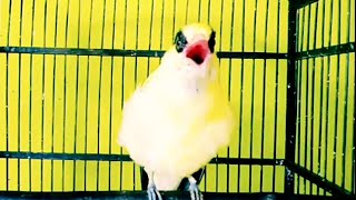 Download Lagu Pasti Auto Gacor‼️Suara kicau KEPODANG Emas gacor Teler Pancingan kepodang agar bunyi MP3 Download Lagu Pasti Auto Gacor‼️Suara kicau KEPODANG Emas gacor Teler Pancingan kepodang agar bunyi MP3