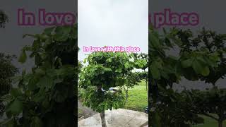 Biggest Wonder Of My Life シViral