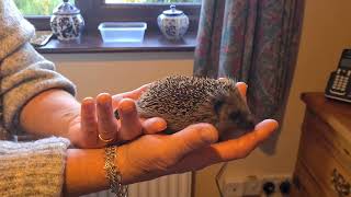 Mr. Prickles. - 9Th November 2023