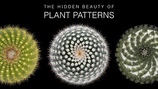 The Hidden Beauty of Plant Patterns
