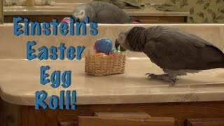 Famous Einstein's Easter Egg Roll 2016 Wealth