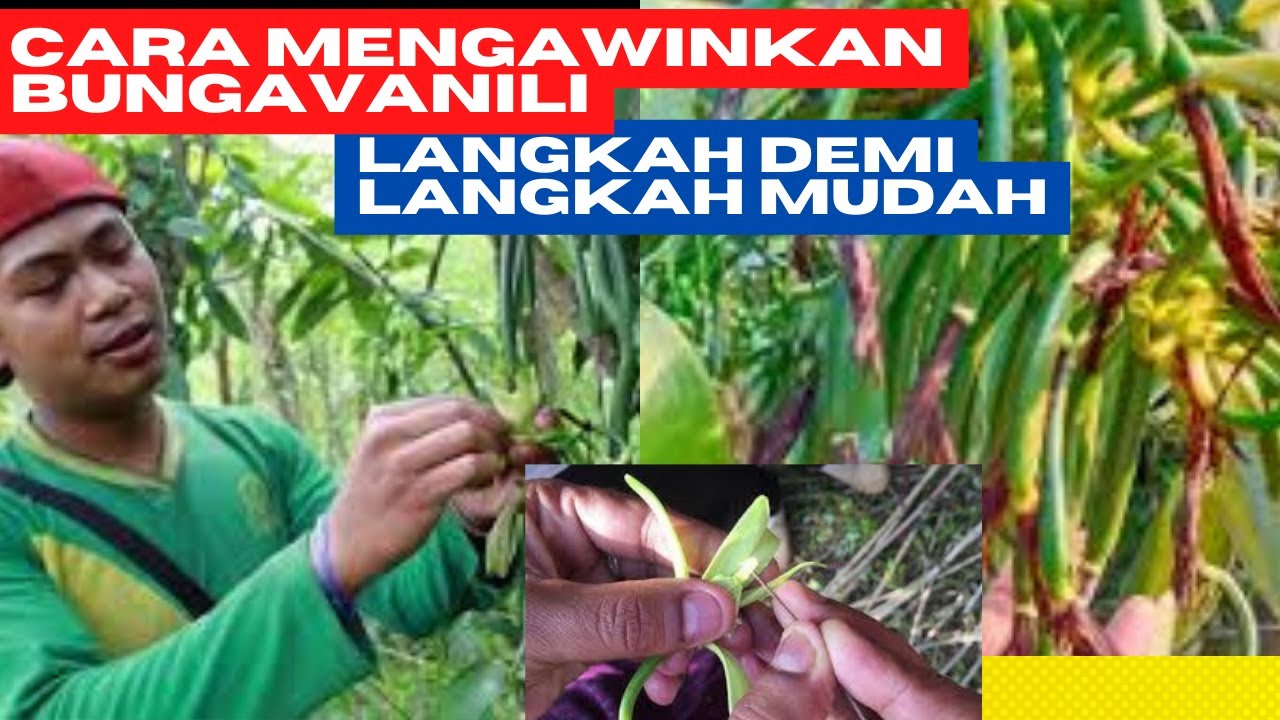 CARA MUDAH MENGAWINKAN BUNGA VANILI 99 BERHASIL YouTube