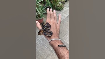Introducing LOKI - The Ball Python Snake @happytails_exotics | Falcon Aquarium Services
