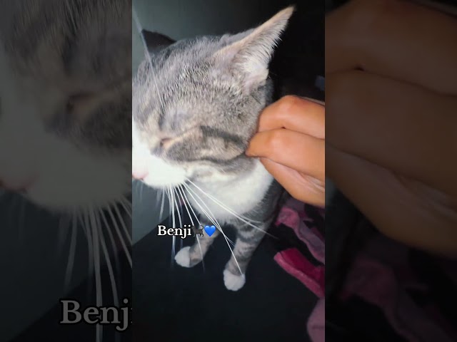 Kitty ASMR