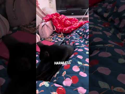 This kitten knew exactly who to run to ❤️