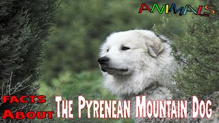 Animals | The Pyrenean Mountain Dog