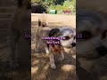 Are Dogs People? | Petty Takes Bonus Episode With Cheek Face!