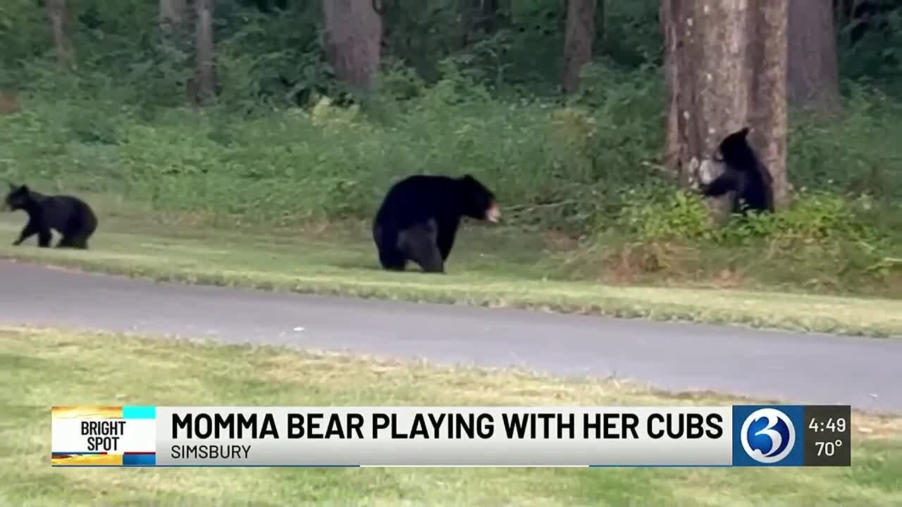 BRIGHT SPOT: Momma bear plays with her cubs in Simsbury - YouTube