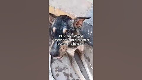 Support our rescues 💔 link in bio to donate. Every pledge you make is gratefully appreciated