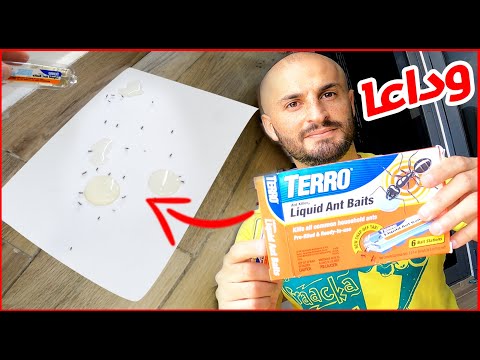 قاتل النمل الصامت ط عم النمل السائل  300 أفضل طريقة للتخلص من النمل