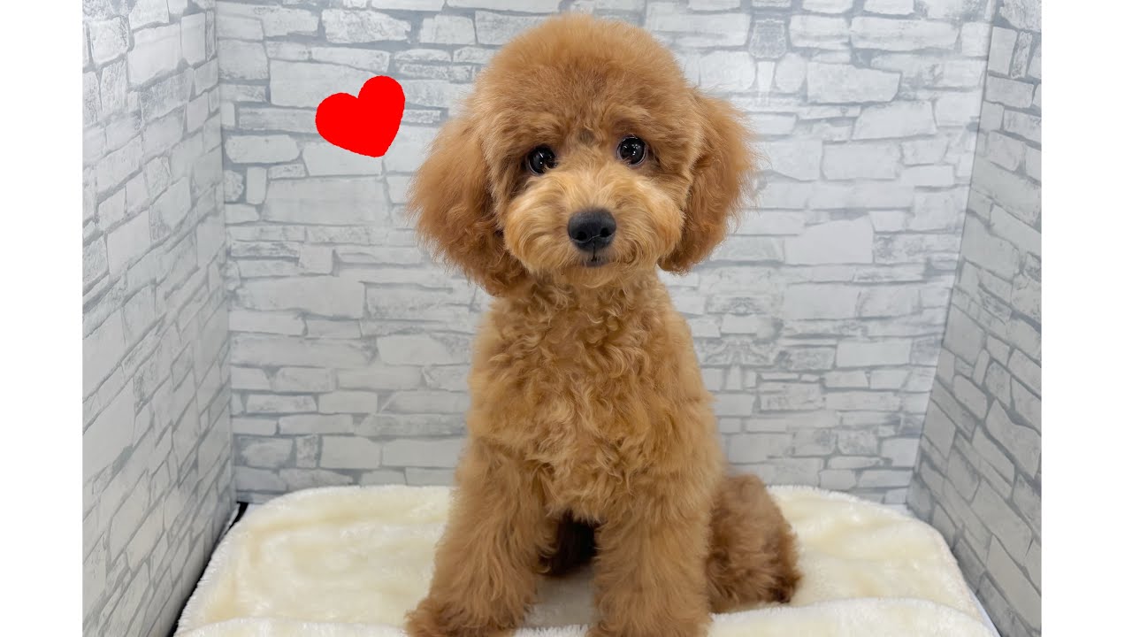 価格の安い☆キュートなお顔にメロメロ♡ トイプードル（アプリコット