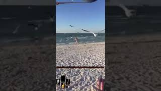 girl getting attacked by seagulls