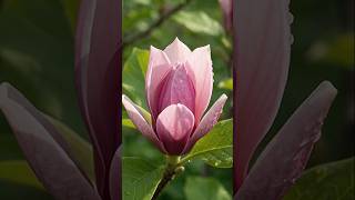 🌸 From Seed to a Beautiful Purple-Pink Magnolia Flower | AI Flower Growth 🌱✨ #viral #viralvideo
