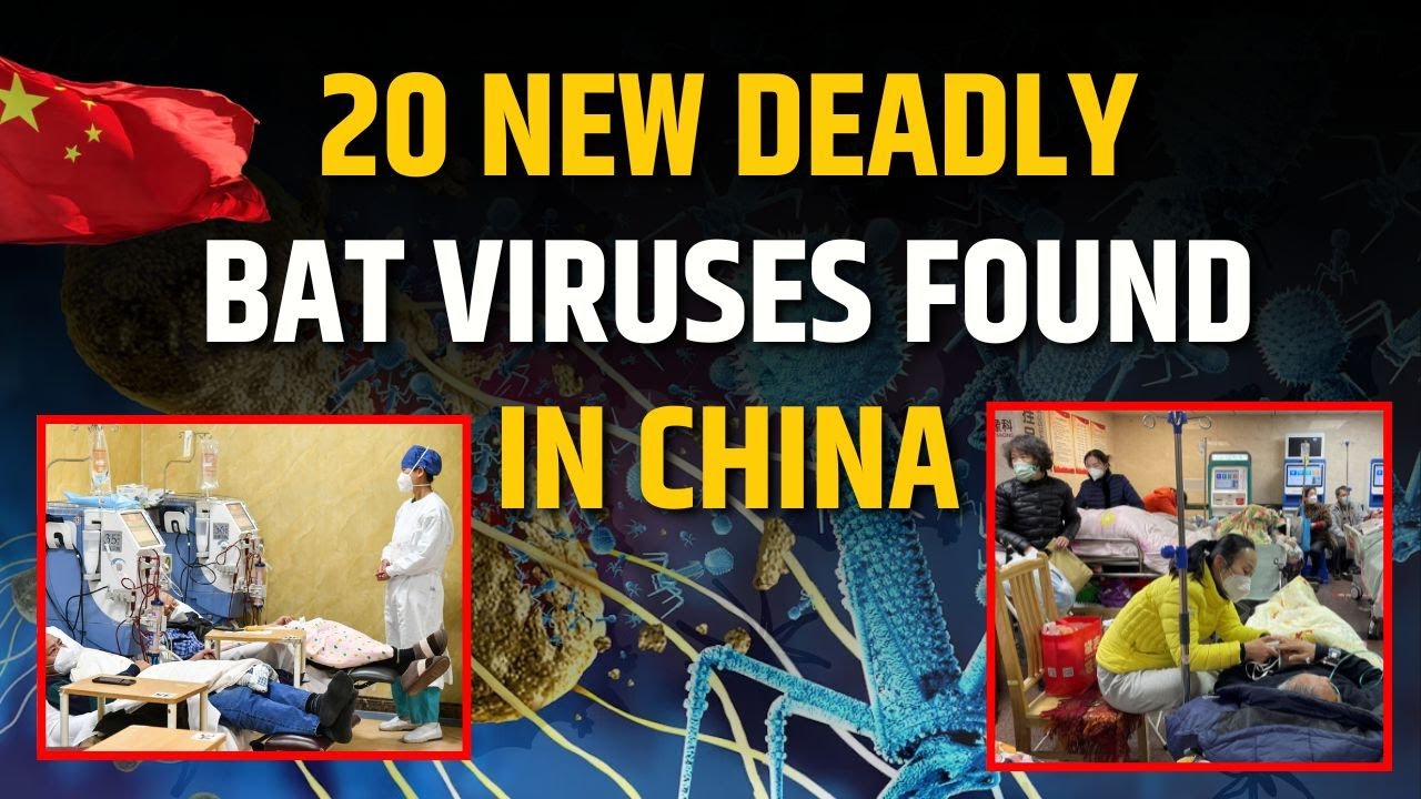20 New Deadly Bat Viruses Found in China | Should We Be Worried? | The ...