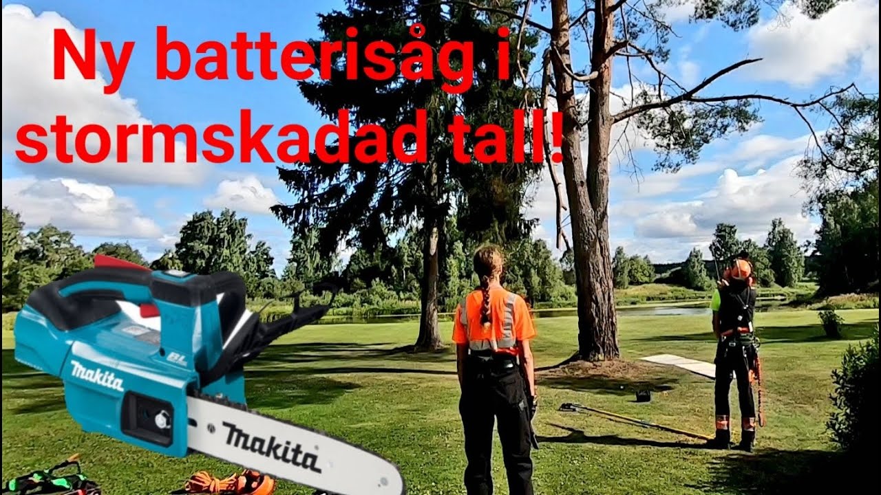 Ny elmotorsåg! Klättrande trädfällning, stormskadad tall.