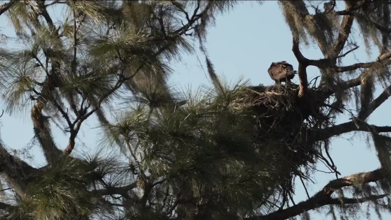 Scientists say earth is experiencing sixth mass extinction - YouTube