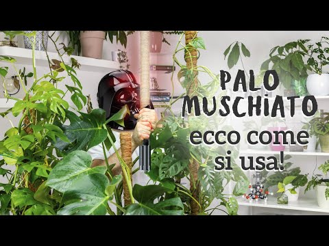 Video: Come supportare piante d'appartamento rampicanti all'interno