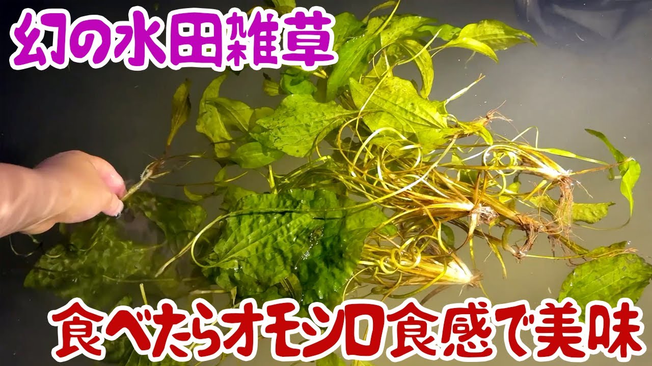 A rare rice paddy weed that has a fun texture and is delicious