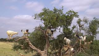 60 Seconds of Goats in Trees