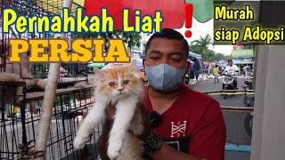 Persian cat prices ❗Affordable prices, ready for adoption