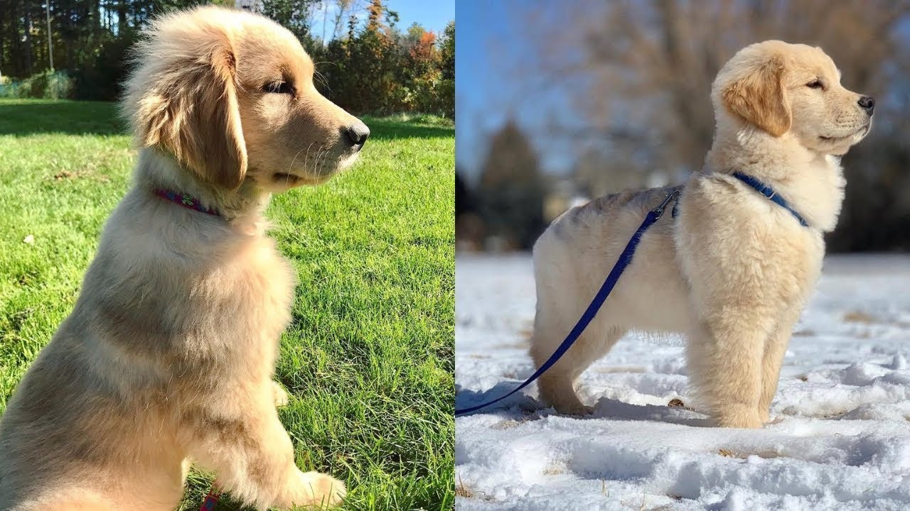 Golden Retrievers 🐶 Cute And Funny Golden Retriever Videos Compilation