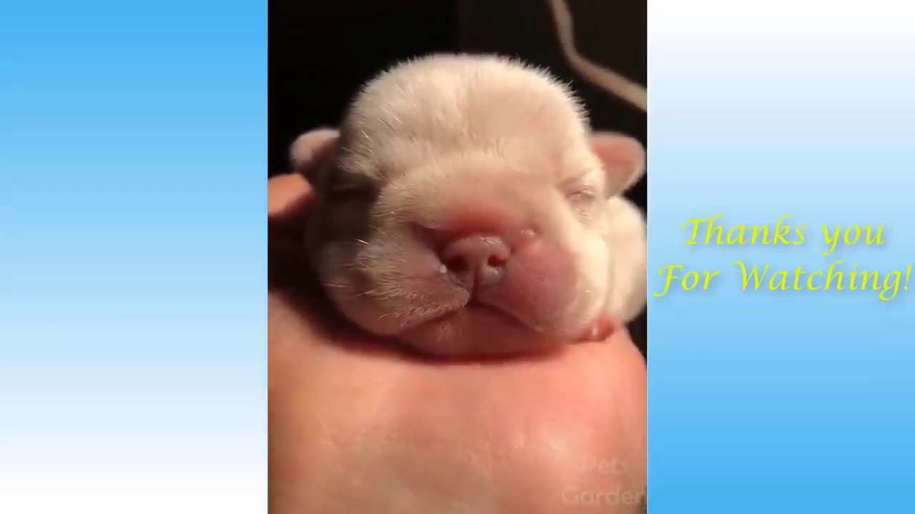 FUNNY PETS Compilation #5 - YouTube
